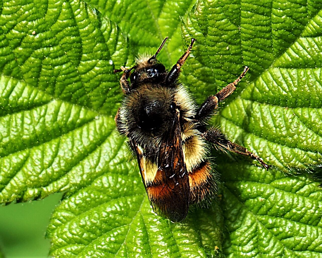 Nature Around Us Arrowsmith Naturalists